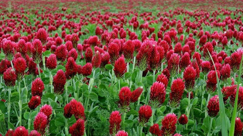 Fleur de Trèfle Rouge
