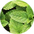Peppermint Extract