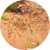 Cyperus Rotundus