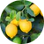Citrus Extract