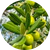 Olive Extract