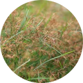 Estratto