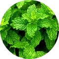 Estratto