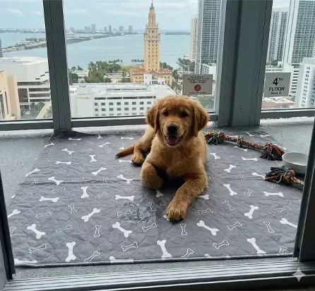Real life with the Pup Pad